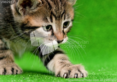 Image of Cute kitten