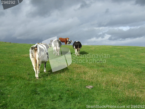 Image of Cows