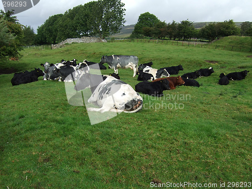 Image of Cows