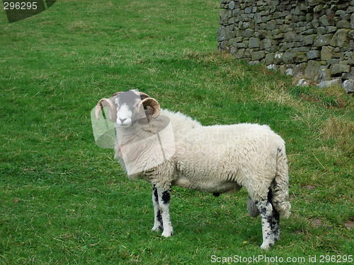 Image of Sheep