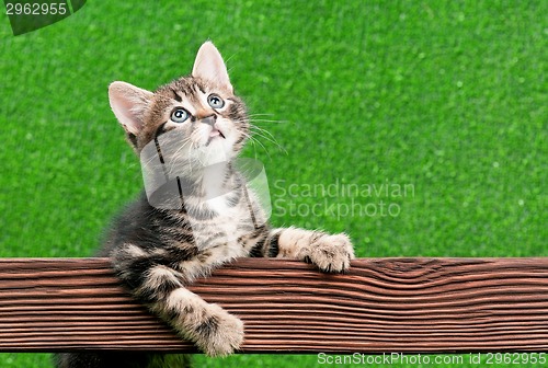 Image of Cute kitten