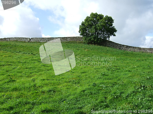 Image of Tree and field