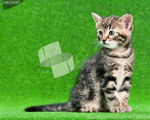 Image of Cute kitten