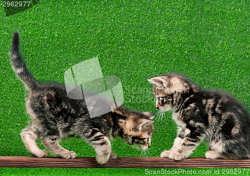 Image of Cute kitten