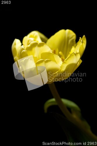 Image of Single tulip on black background