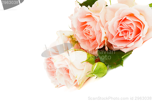 Image of Cream Pink Roses