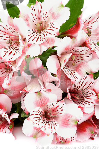 Image of Pink Alstroemeria