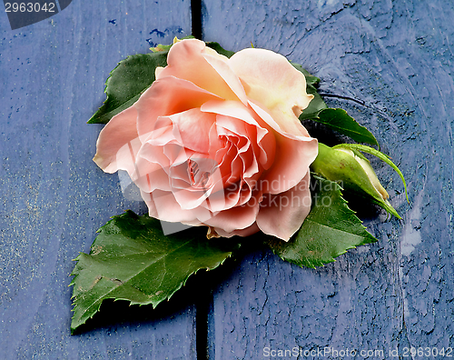 Image of Pink Rose