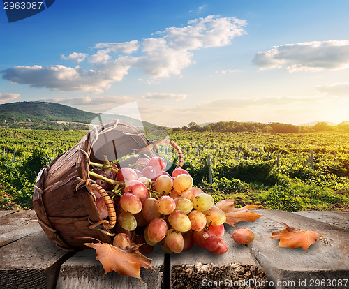 Image of Grapes and vineyard