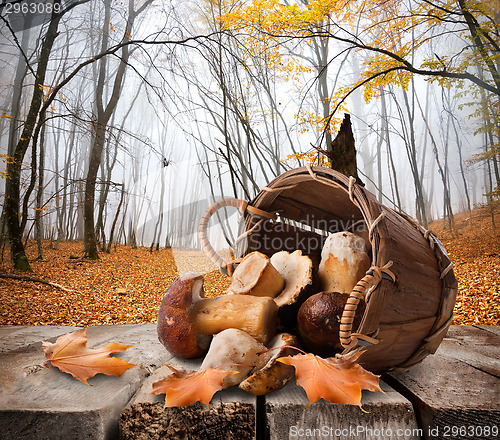 Image of Mushrooms and autumn forest