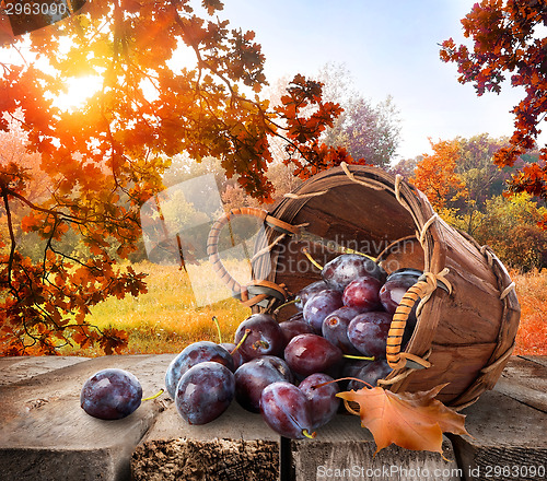 Image of Plums on table