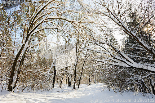 Image of snowy winter forest