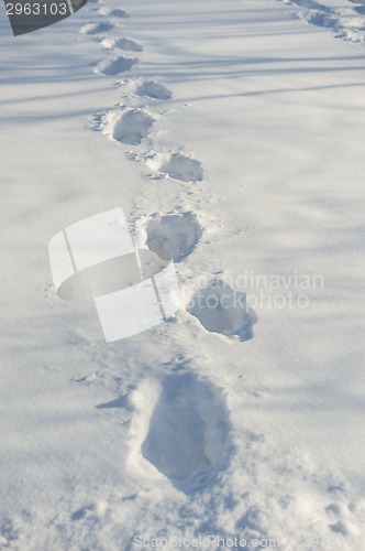 Image of tracks on the snow