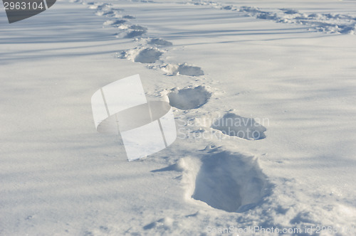 Image of tracks on the snow