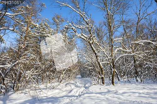 Image of snowy winter forest
