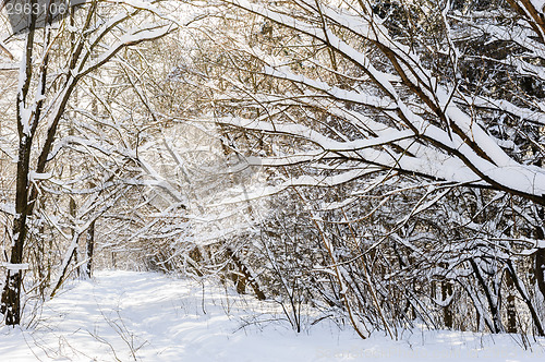 Image of snowy winter forest