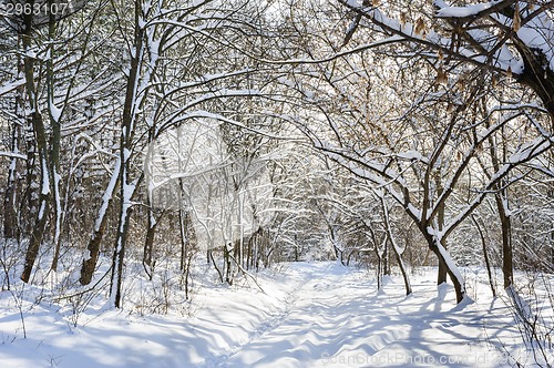 Image of snowy winter forest