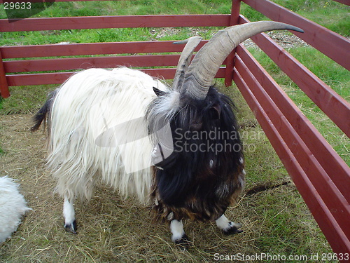 Image of goat