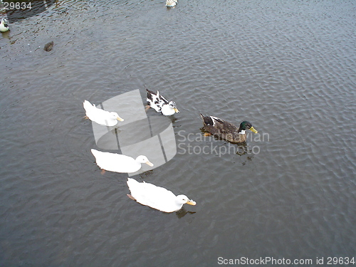 Image of ducks in a pool