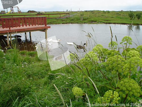 Image of in a pond