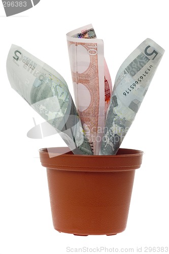 Image of Euro money plant

