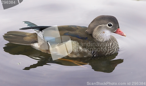 Image of Mandarin Duck