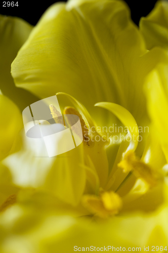 Image of Inside yellow tulip