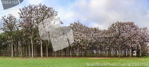 Image of Paulownia trees in flower during spring