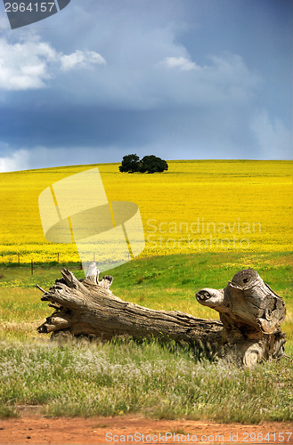 Image of Canola Hills