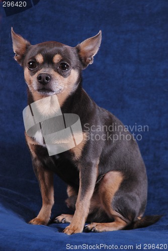 Image of Chihuahua on blue