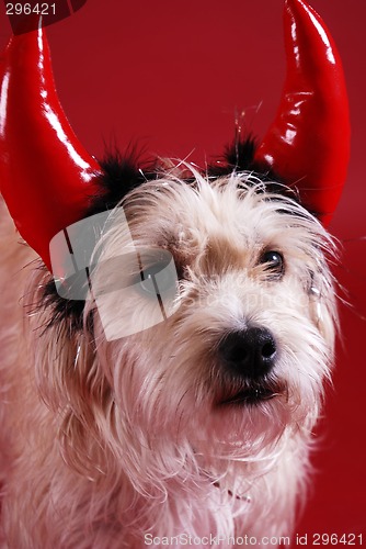 Image of Devilish dog