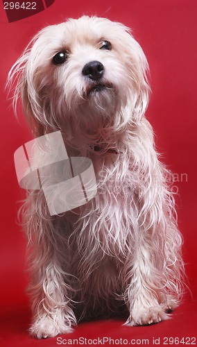 Image of Dog on red