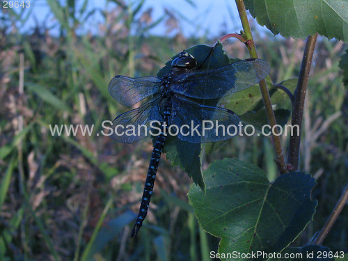 Image of Dragonfly