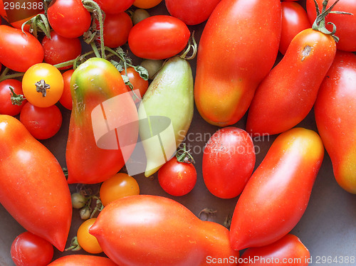 Image of Tomato vegetable