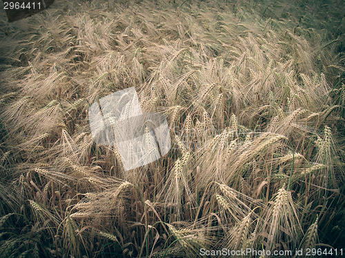 Image of Retro look Barleycorn field