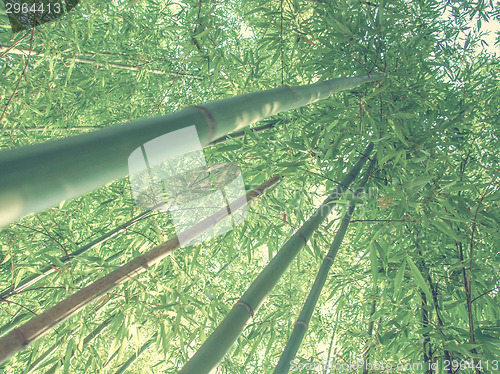 Image of Retro look Bamboo plants