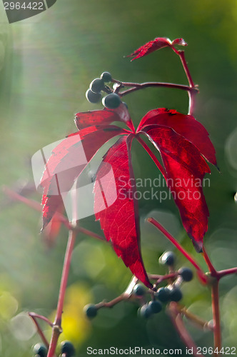 Image of Red autumn leaves