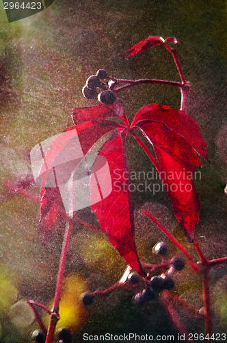 Image of Red autumn leaves