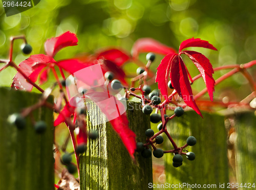 Image of Red autumn leaves