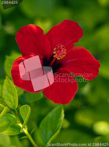 Image of Red hibiscus