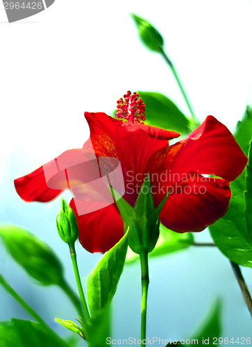 Image of Red hibiscus