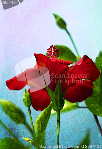 Image of Red hibiscus