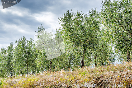 Image of Olive trees Tuscany