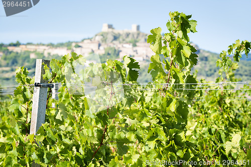 Image of Grapevines near Montemassi