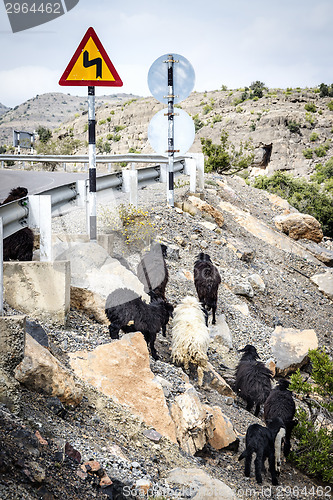 Image of Sheeps Oman