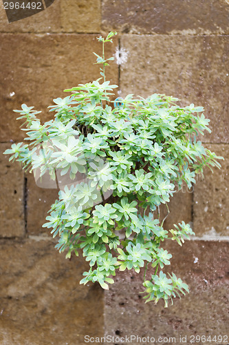 Image of Plant on wall Tuscany