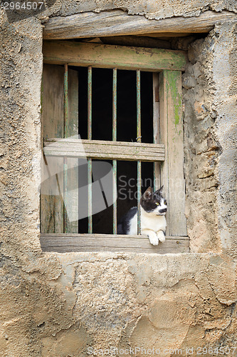 Image of Oman cat