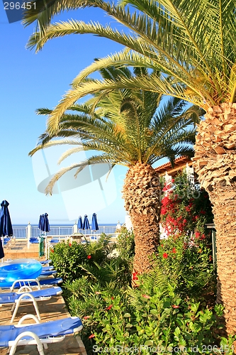 Image of Palms by pool