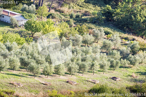 Image of Sunset landscape Tuscany