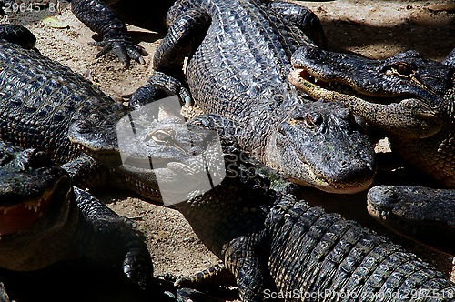 Image of a gathering of american alligators